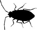 Black silhouette of Firebug Pyrrhocoris apterus isolated on white